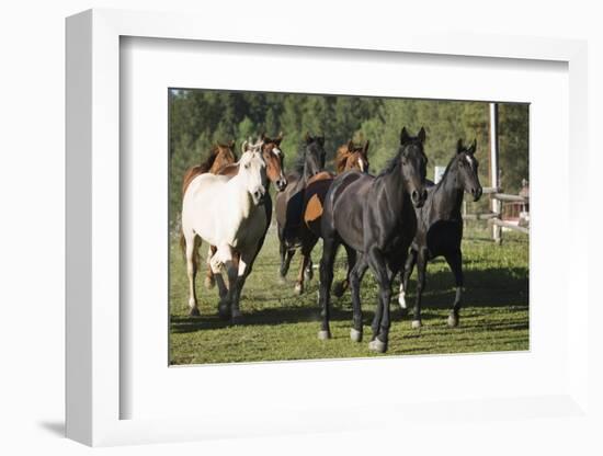 Quarter Horses Running-DLILLC-Framed Photographic Print