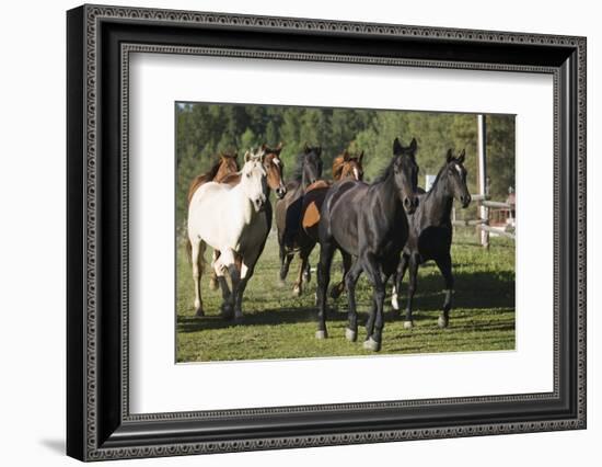 Quarter Horses Running-DLILLC-Framed Photographic Print