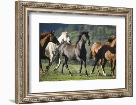 Quarter Horses Running-DLILLC-Framed Photographic Print