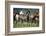 Quarter Horses Running-DLILLC-Framed Photographic Print