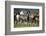 Quarter Horses Running-DLILLC-Framed Photographic Print