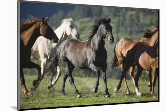 Quarter Horses Running-DLILLC-Mounted Photographic Print