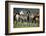 Quarter Horses Running-DLILLC-Framed Photographic Print