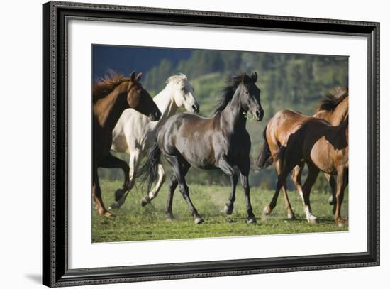 Quarter Horses Running-DLILLC-Framed Photographic Print