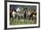 Quarter Horses Running-DLILLC-Framed Photographic Print