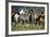 Quarter Horses Running-DLILLC-Framed Photographic Print