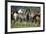 Quarter Horses Running-DLILLC-Framed Photographic Print