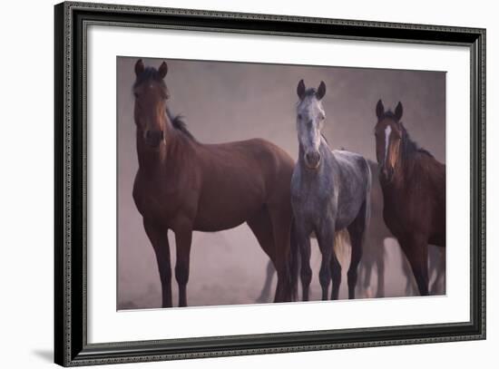 Quarter Horses-DLILLC-Framed Photographic Print