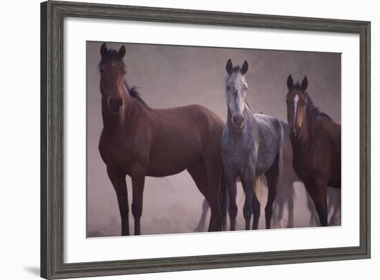 Quarter Horses-DLILLC-Framed Photographic Print