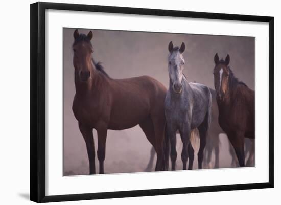 Quarter Horses-DLILLC-Framed Photographic Print