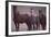 Quarter Horses-DLILLC-Framed Photographic Print