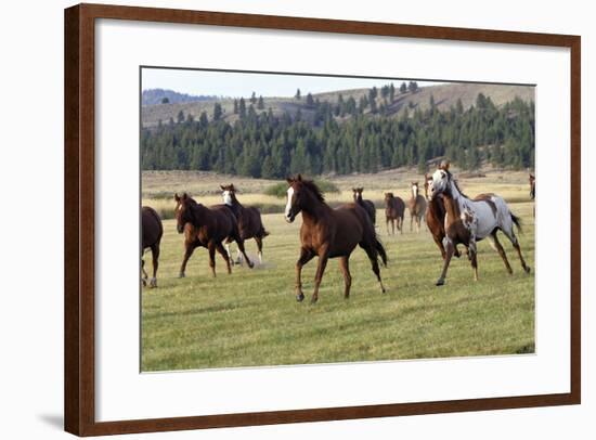 Quarter, Paint Horses Running-null-Framed Photographic Print