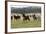 Quarter, Paint Horses Running-null-Framed Photographic Print