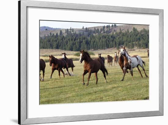 Quarter, Paint Horses Running-null-Framed Photographic Print