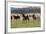 Quarter, Paint Horses Running-null-Framed Photographic Print