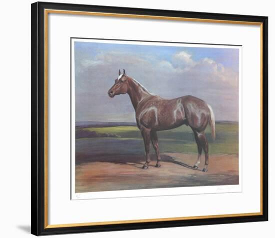 Quarterhorse-Helen Hayse-Framed Collectable Print