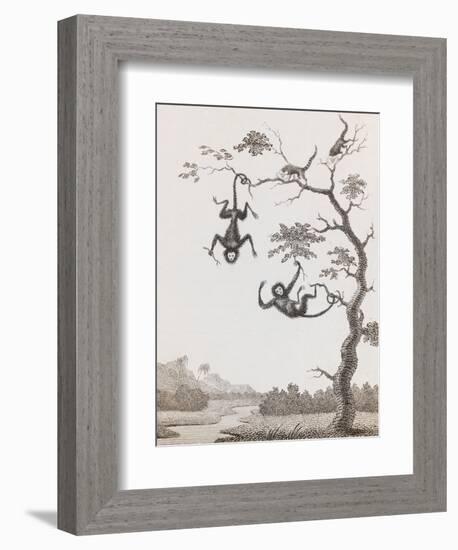 Quato and Saccawinkee Monkeys-William Blake-Framed Giclee Print