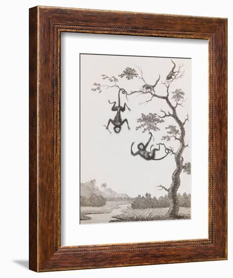 Quato and Saccawinkee Monkeys-William Blake-Framed Giclee Print