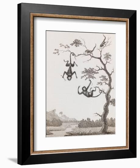 Quato and Saccawinkee Monkeys-William Blake-Framed Giclee Print