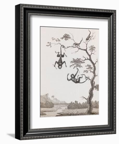 Quato and Saccawinkee Monkeys-William Blake-Framed Giclee Print