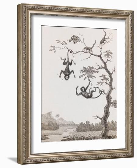 Quato and Saccawinkee Monkeys-William Blake-Framed Giclee Print