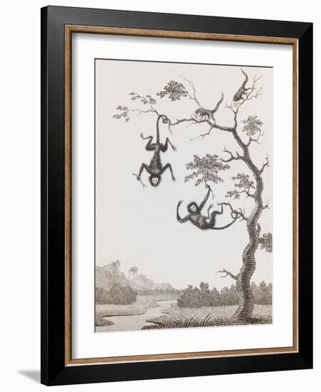 Quato and Saccawinkee Monkeys-William Blake-Framed Giclee Print