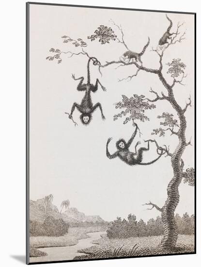 Quato and Saccawinkee Monkeys-William Blake-Mounted Giclee Print