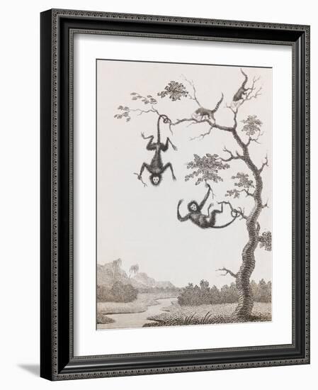 Quato and Saccawinkee Monkeys-William Blake-Framed Giclee Print