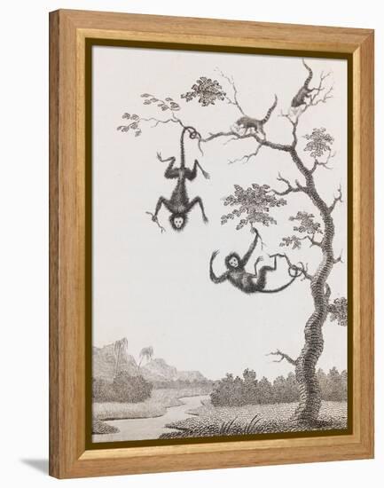 Quato and Saccawinkee Monkeys-William Blake-Framed Premier Image Canvas