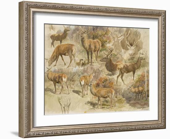 Quatorze études de cerfs-Rosa Bonheur-Framed Giclee Print