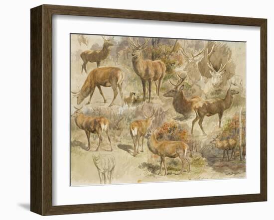 Quatorze études de cerfs-Rosa Bonheur-Framed Giclee Print