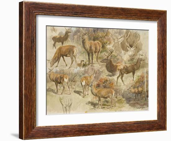 Quatorze études de cerfs-Rosa Bonheur-Framed Giclee Print