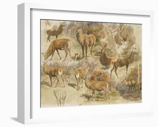 Quatorze études de cerfs-Rosa Bonheur-Framed Giclee Print