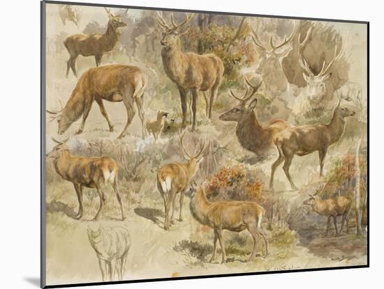 Quatorze études de cerfs-Rosa Bonheur-Mounted Giclee Print