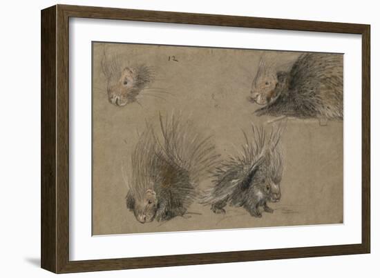 Quatre études de porc-épic-Pieter Boel-Framed Giclee Print