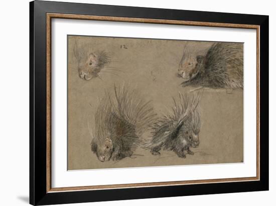 Quatre études de porc-épic-Pieter Boel-Framed Giclee Print