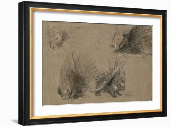 Quatre études de porc-épic-Pieter Boel-Framed Giclee Print