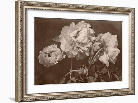 Quatre pivoines-Charles Aubry-Framed Giclee Print