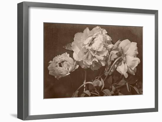 Quatre pivoines-Charles Aubry-Framed Giclee Print