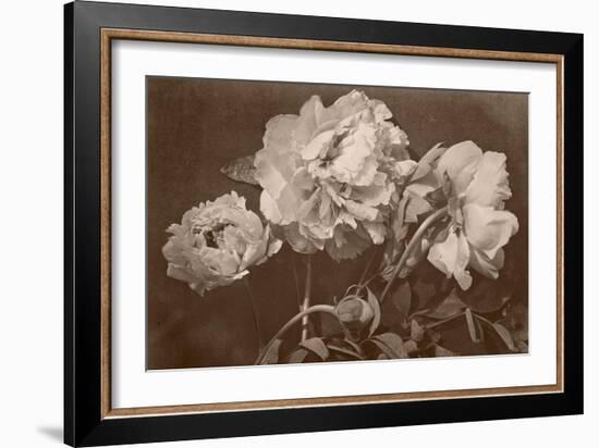 Quatre pivoines-Charles Aubry-Framed Giclee Print