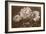 Quatre pivoines-Charles Aubry-Framed Giclee Print