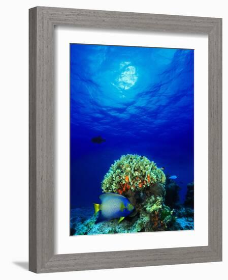 Queen Angelfish and Blue Chromis with Black Durgon in the Sea-null-Framed Photographic Print