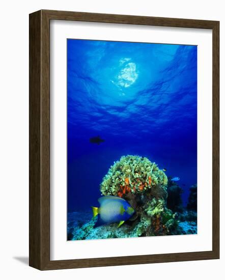 Queen Angelfish and Blue Chromis with Black Durgon in the Sea-null-Framed Photographic Print