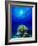 Queen Angelfish and Blue Chromis with Black Durgon in the Sea-null-Framed Photographic Print