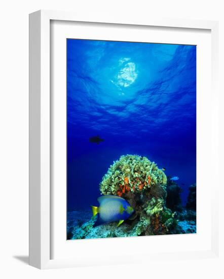 Queen Angelfish and Blue Chromis with Black Durgon in the Sea-null-Framed Photographic Print