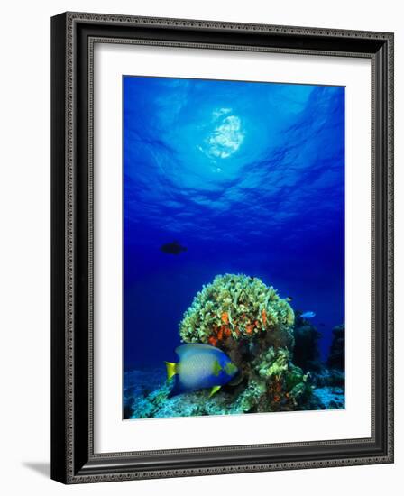 Queen Angelfish and Blue Chromis with Black Durgon in the Sea-null-Framed Photographic Print