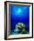 Queen Angelfish and Blue Chromis with Black Durgon in the Sea-null-Framed Photographic Print