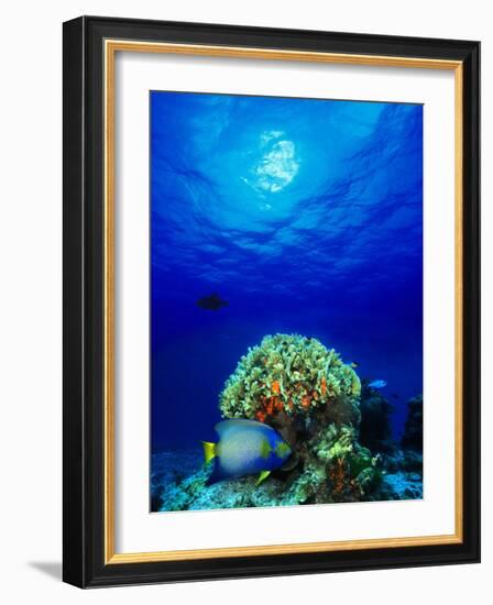 Queen Angelfish and Blue Chromis with Black Durgon in the Sea-null-Framed Photographic Print