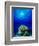 Queen Angelfish and Blue Chromis with Black Durgon in the Sea-null-Framed Photographic Print