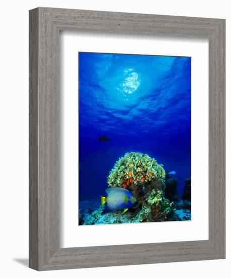 Queen Angelfish and Blue Chromis with Black Durgon in the Sea-null-Framed Photographic Print